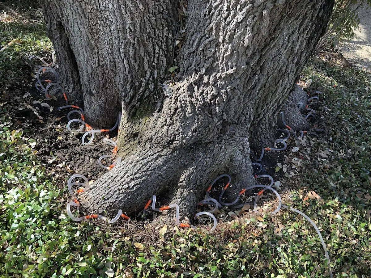 Detailed Tree Cabling and Bracing job site in University Place